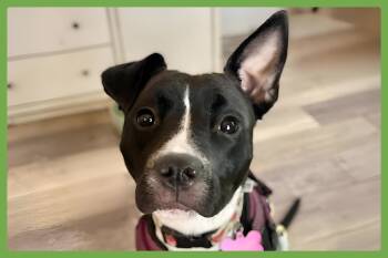 Rescue Pit Bull Terrier Dogs for Adoption in Amherst, Massachusetts - Gidget | PetCurious