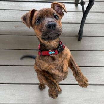 Andy Wes Anderson -  Pit Bull Terrier Dog for Adoption in Friendswood, Texas - Andy Wes Anderson | PetCurious
