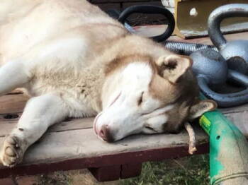 Rescue Siberian Husky Dogs for Adoption in Cedar Crest, New Mexico - Husky | PetCurious