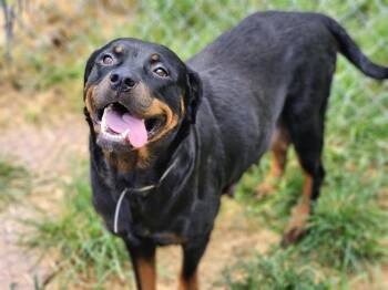 A2083829 -  Cane Corso and Mixed Breed Dog for Adoption in Houston, Texas - A2083829 | PetCurious
