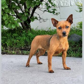 Summer -  Chihuahua and Yorkie Poo Dog for Adoption in Syosset, New York - Summer | PetCurious