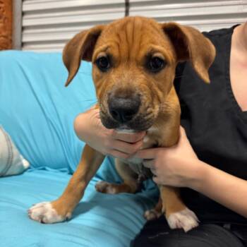 SCOOBY 654 -  Hound Dog for Adoption in Indiantown, Florida - SCOOBY 654 | PetCurious