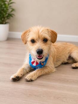 Milo -  Terrier and Mixed Breed Dog for Adoption in Coachella, California - Milo | PetCurious