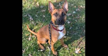 Belgian Shepherd Malinois Dogs Available for Adoption in Naperville, Illinois - Fireball | PetCurious