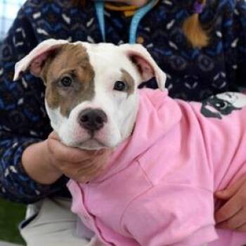 Robin -  Mixed Breed Dog Available for Adoption in New York, New York - Robin | PetCurious