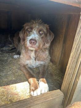 Crimson -  Wirehaired Pointing Griffon Dog for Adoption in Russellville, Kentucky - Crimson | PetCurious