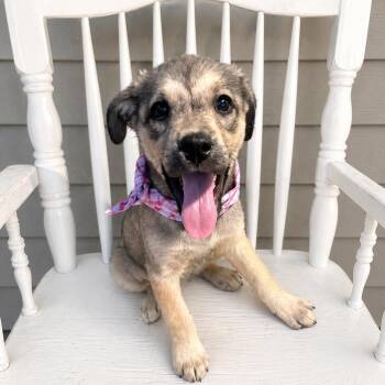 Retriever and Shepherd Dogs Available for Adoption in Houston, Texas - Cyndi Lauper | PetCurious