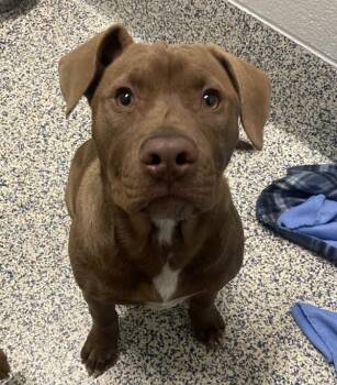 Labrador Retriever and Pit Bull Terrier Dogs Available for Adoption in Golden, Colorado - Charlo | PetCurious