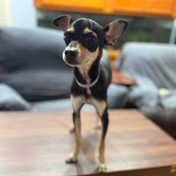 Sunday -  Chihuahua Dog for Adoption in Park Row, Texas - Sunday | PetCurious