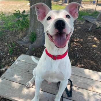 Compass -  American Staffordshire Terrier Dog for Adoption in Center Point, Texas - Compass | PetCurious
