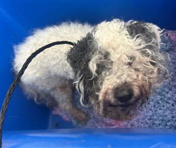 YONAH -  Mixed Breed Dog for Adoption in Dallas, Texas - YONAH | PetCurious