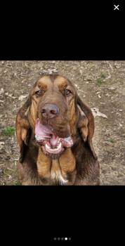 Rescue Bloodhound Dogs for Adoption in Manchester, New Hampshire - Mrs. Doubtfire In NH! Come Meet Our Adoptable Dogs Wed-Sat! More | PetCurious