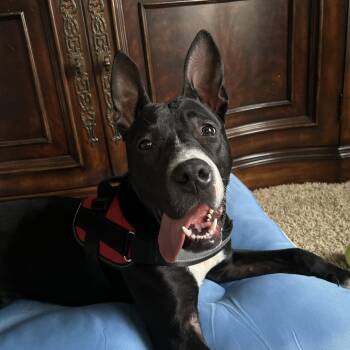 Wallie (foster) -  Pit Bull Terrier Dog for Adoption in Belleville, Illinois - Wallie (foster) | PetCurious