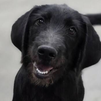 Cripple Creek -  Wirehaired Terrier and Mixed Breed Dog for Adoption in Chatham, Virginia - Cripple Creek | PetCurious