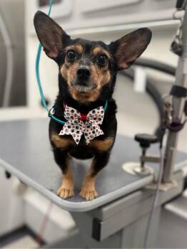 Chihuahua and Corgi Dogs Available for Adoption - Hershey | PetCurious