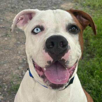 Brock -  Boxer Dog for Adoption in Tioga, Pennsylvania - Brock | PetCurious