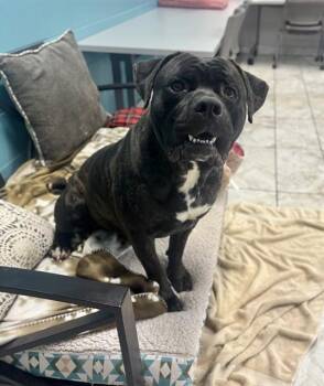 PTERODACTYL -  Mastiff Dog for Adoption in Kalamazoo, Michigan - PTERODACTYL | PetCurious