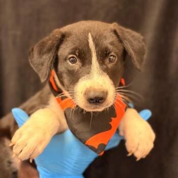 Persephone -  Shepherd and Mixed Breed Dog for Adoption in San Antonio, Texas - Persephone | PetCurious