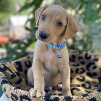Shepherd and Hound Dogs Available for Adoption in San Diego, California - Africa Pup - Benin | PetCurious