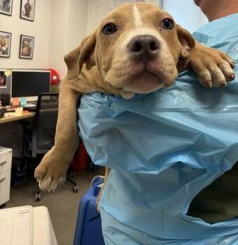 Station Wagon -  Pit Bull Terrier and Mixed Breed Dog for Adoption in Fresno, California - Station Wagon | PetCurious
