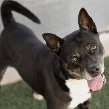 Murtaugh -  Mixed Breed Dog for Adoption in Wilsall, Montana - Murtaugh | PetCurious
