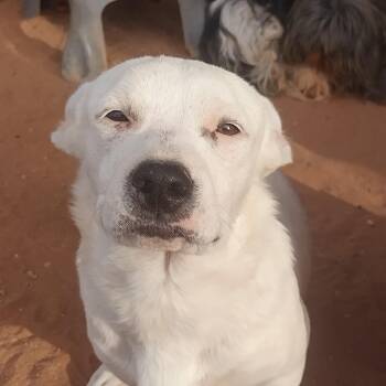 Marshmellow -  Chiweenie Dog Available for Adoption in El Paso, Texas - Marshmellow | PetCurious