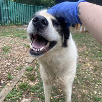 Pond -  Husky and Great Pyrenees Dog for Adoption in Charlottesville, Virginia - Pond | PetCurious