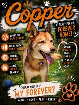 Copper -  Husky Dog for Adoption in Mauston, Wisconsin - Copper | PetCurious