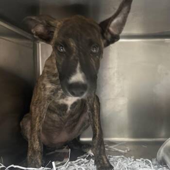 Couch -  Shepherd and Mixed Breed Dog for Adoption in Lakeland, Florida - Couch | PetCurious