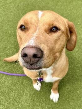 Mixed Breed Dogs Available for Adoption in Wichita, Kansas - Lady | PetCurious
