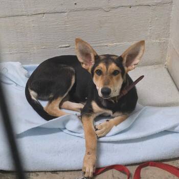 Ruby Red -  German Shepherd Dog Dog for Adoption in Clanton, Alabama - Ruby Red | PetCurious