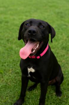 Rescue Pit Bull Terrier Dogs for Adoption in Chickamauga, Georgia - Raven-Adoptable | PetCurious
