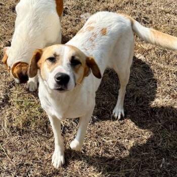 Matcha -  Labrador Retriever and Mixed Breed Dog for Adoption in Bend, Oregon - Matcha | PetCurious