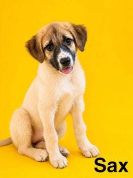 Sax -  Saint Bernard and German Shepherd Dog Dog for Adoption in Morton Grove, Illinois - Sax | PetCurious
