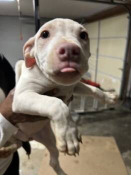 Rescue Pit Bull Terrier and Mixed Breed Dogs for Adoption in Knoxville, Tennessee - Amanda Panda | PetCurious