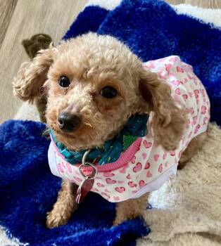 Poodle Dogs Available for Adoption - Libby Mini Poodle | PetCurious
