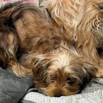Remy -  Yorkshire Terrier Dog for Adoption in Grand Forks, North Dakota - Remy | PetCurious
