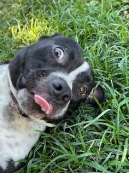 Rescue Pit Bull Terrier Dogs for Adoption in Burlington, New Jersey - Beck | PetCurious