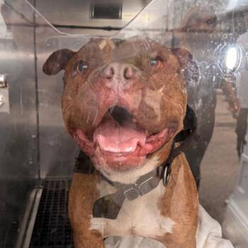 Cinnamon Toast Crunch -  Mixed Breed Dog for Adoption in Philadelphia, Pennsylvania - Cinnamon Toast Crunch | PetCurious