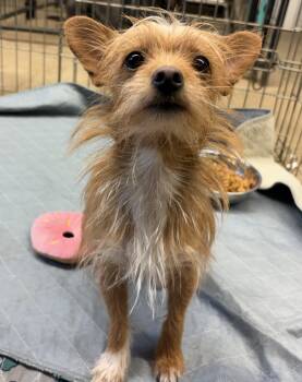 Wirehaired Terrier and Chihuahua Dogs Available for Adoption - Georgia | PetCurious