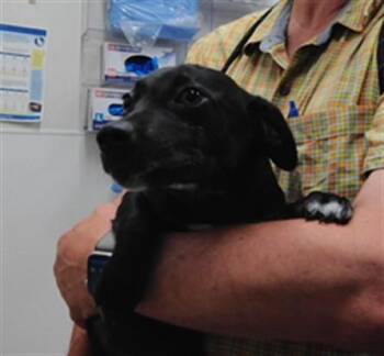 JUPITER -  Dachshund and Mixed Breed Dog for Adoption in Albuquerque, New Mexico - JUPITER | PetCurious