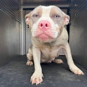 Prissy -  Pit Bull Terrier Dog for Adoption in Birmingham, Alabama - Prissy | PetCurious
