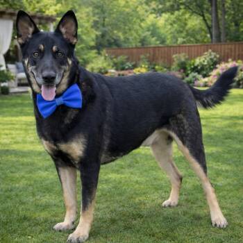 German Shepherd Dog Dogs Available for Adoption in Lucas, Texas - Oso | PetCurious