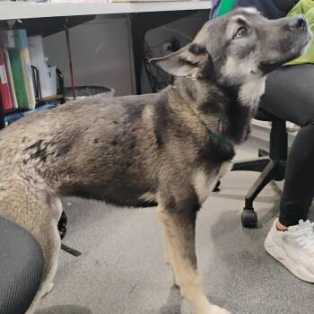LVH-Stray-13621 -  Mixed Breed Dog for Adoption in Allentown, Pennsylvania - LVH-Stray-13621 | PetCurious