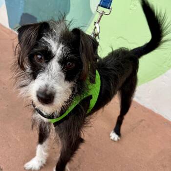 Oliver Twist -  Terrier Dog for Adoption in Fort Lauderdale, Florida - Oliver Twist | PetCurious