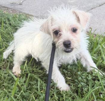 Archie -  Chihuahua Dog for Adoption in Louise, Texas - Archie | PetCurious