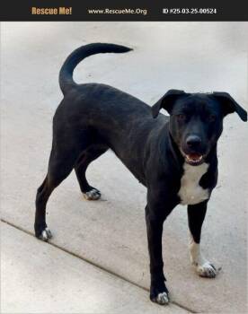 Darla -  Black Labrador Retriever and Border Collie Dog for Adoption in Coarsegold, California - Darla | PetCurious
