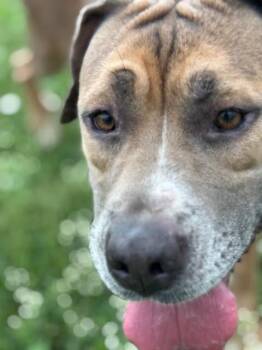 Rescue Cane Corso and Pit Bull Terrier Dogs for Adoption in Piedmont, Oklahoma - Grace | PetCurious