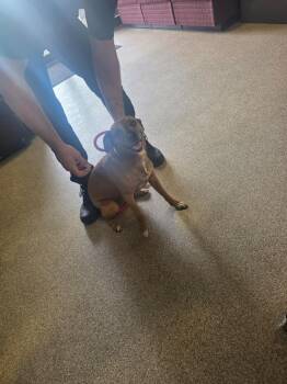 Boxer Dogs Available for Adoption in Troy, Ohio - Kia | PetCurious