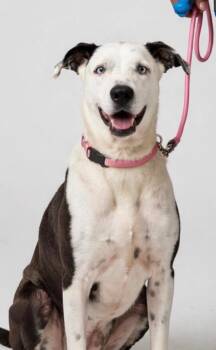 SAYLOR -  Catahoula Leopard Dog Dog for Adoption in Houston, Texas - SAYLOR | PetCurious